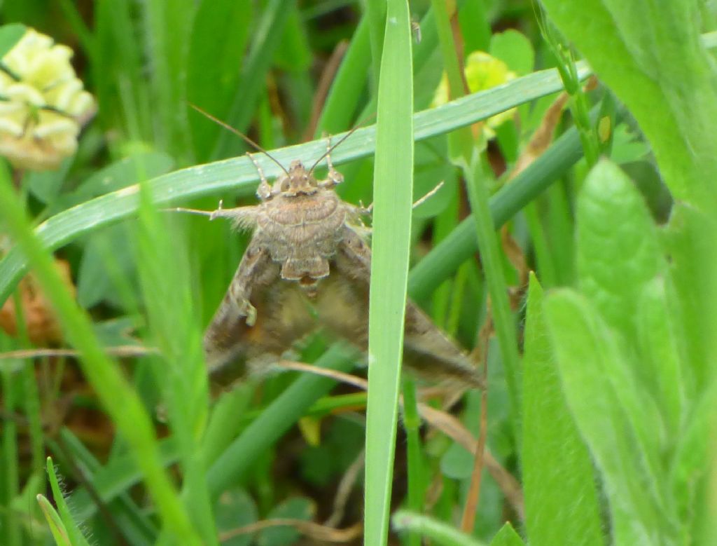 Falena da identificare: Autographa gamma - Noctuidae